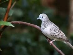 Mimpi Dapat Burung Perkutut Putih